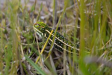 Very Small colorful chameleon with dots and lines  in in grass Madagascar