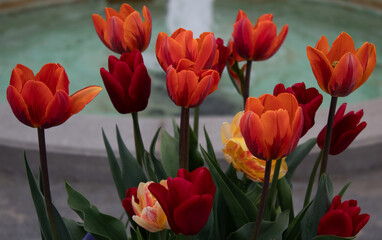 Flowers, tulips with a fountain