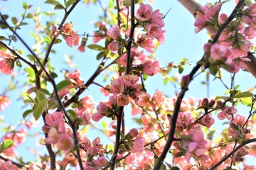 blossom in spring