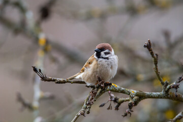 Tree Sparrow (Passer montanus) sits on the branch