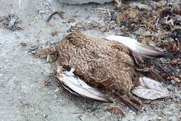 Subantarktikskua / Brown skua / Stercorarius antarcticus.