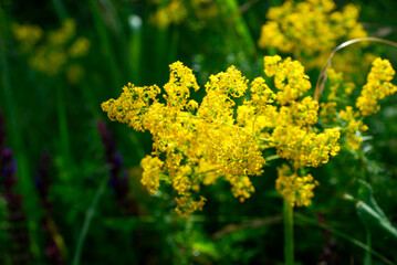 Obraz premium yellow flowers in spring