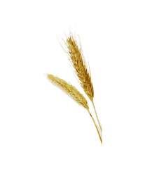 Spighe di grano. Alto dettaglio