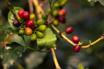 Coffee beans on a leaf