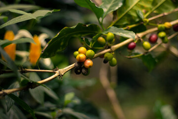 Yellow coffee beans