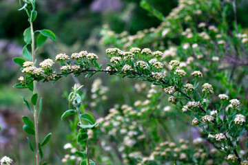 close up of a green bush