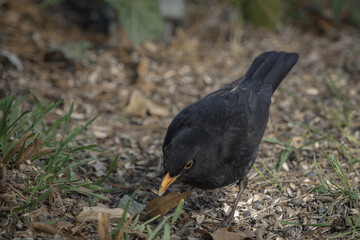 A blackbird sit on the ground in Jena