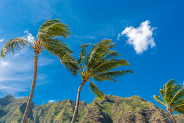 Fototapeta na wymiar Palm tree tops against blue sky. Vacation tropical background.