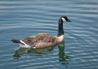 Goose swimming in the water