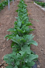 Eggplant in the garden in the south of Tenerife