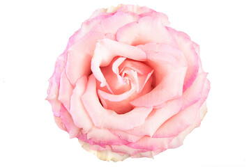 Single flower bud of tender pink rose