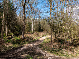 View of the diverging roads in the  forest surrounded by greenery in spring.