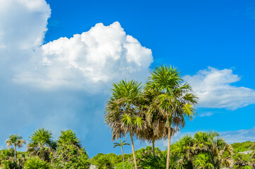 Naklejka premium Beautiful sky, white clouds and palm tree tops at Tulum Archaeological Site. Mexico.