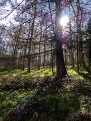 View of a forest surrounded by greenery in spring.