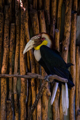 large exotic bird with a huge beak