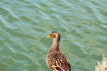 Wild duck, mallard, female, close-up. Scientific name - Anas platyrhynchos. Mallard standing on shore.