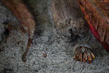 Hermit Crab with leafs in Costa Rica