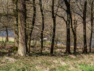 Fototapeta premium View of a forest surrounded by greenery in spring and sheeps in the middle in the distance.