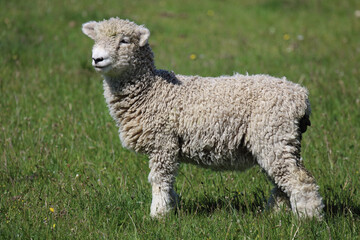 Naklejka premium Romneyschaf / Romney sheep / Ovis.