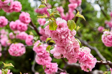 Beauty pink cherry blossom closeup.