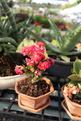 Cactus are growing up