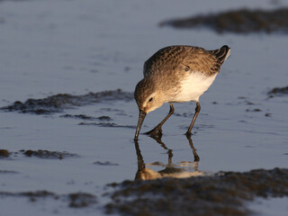 Dunlin Sandpiper Feeding at Sunset