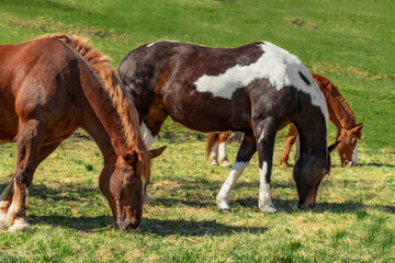 Naklejka na ściany i meble Several horses eat green grass on a sunny spring day. Green field. Farm. Three multicolored horses 