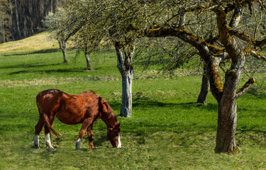 Brown horse eats green grass on a spring sunny day. Blooming old trees 