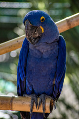 Big blue parrot with a huge beak