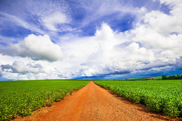 country road. beautiful rural landscape


