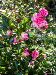 Spring flowers in the garden.