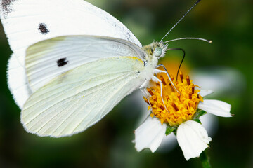 Mariposa blanca. Macro.