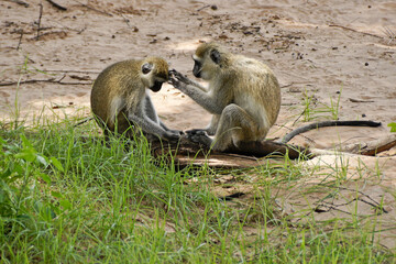 Black-faced vervet monkeys grooming each other, Samburu Game Reserve, Kenya