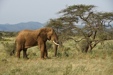 Bull elephant feeding on acacia tree, Samburu Game Reserve, Kenya