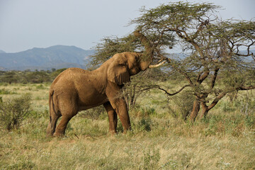 Fototapeta premium Bull elephant feeding on acacia tree, Samburu Game Reserve, Kenya