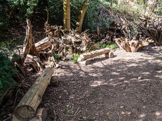 Tree roots and tree pieces.