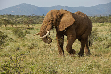 Bull elephant carrying acacia branch to eat while walking, Samburu Game Reserve, Kenya