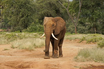 Obraz premium Bull elephant walking on dirt road in Samburu Game Reserve, Kenya