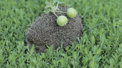 a hedgehog sits on the grass in a field carries two green apples