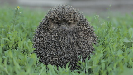 a hedgehog sits on the grass in a field and looks at you