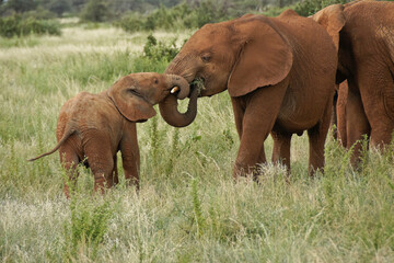 Elephant calf playing with older elephant, Samburu Game Reserve, Kenya