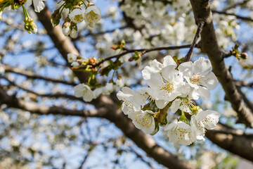 Branches with white blossoming cherry blossoms in a private garden. 