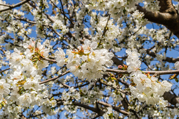 Branches with white blossoming cherry blossoms in a private garden. 