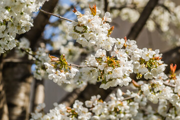 Branches with white blossoming cherry blossoms in a private garden. 