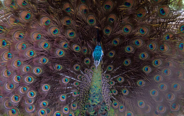 Obraz premium The green peafowl (Pavo muticus). Close up detail of Green Peafowl male in the wild