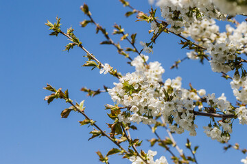 Branches with white blossoming cherry blossoms in a private garden. 