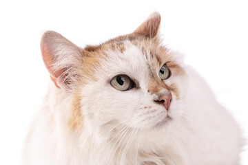 Portrait of a pretty cat