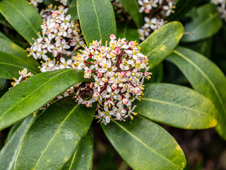 Spring flowers in the garden.
