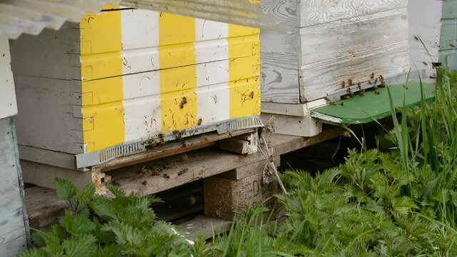 Bees leaving and entering a wooden beehive painted in white and yellow