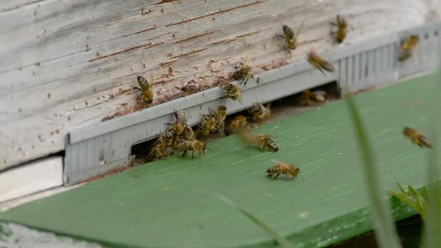 Bees leaving and entering a wooden beehive in the flemish countryside 